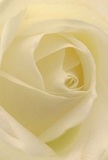 This image invites you to experience the delicate heart of a Whitechapel rose-each cream-hued petal unfurling with silken softness, as though opening to the light of a peaceful dawn along Brick Lane. The central spiral draws the eye inward, its every curve etched with care, while a gentle play of shadows lends the flower a profound and quiet drama. The close perspective feels almost as if you are tucked within its petals, feeling their downy texture and sensing the faintest hint of sweet, comforting fragrance. The overall impression is one of tranquillity and hope-a bloom intended for meaningful moments when words fall short but emotion runs deep. Whether destined for a thoughtful gesture or a tribute of admiration, this rose embodies reverence and artistry, reflecting the skill and compassion of Whitechapel's local florists. The natural harmony of cream and ivory, captured in this close-up, perfectly balances the tender vulnerability and quiet strength found in the neighbourhood's most cherished floral arrangements.